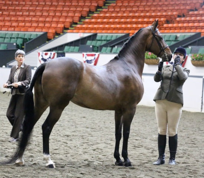  Katelyn Jenkins and Shelly at Connecticut Morgan Horse Show